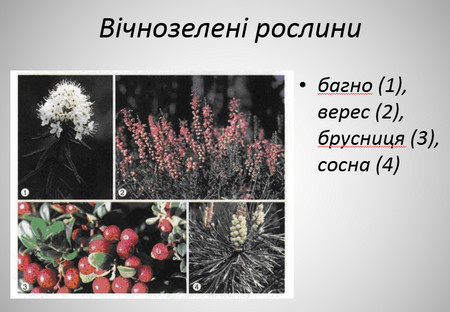 Презентація Життєдіяльність рослин